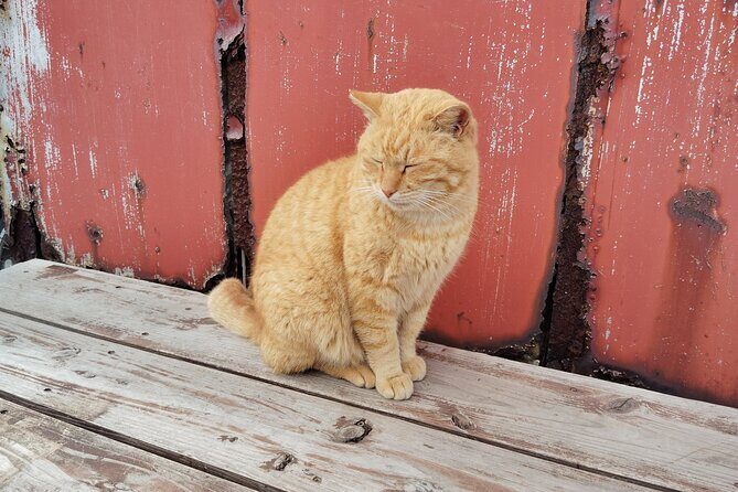 Ainoshima Island Private Cat Tour with Ferry Ride - An Authentic Look at the Ainoshima Cat Island Tour