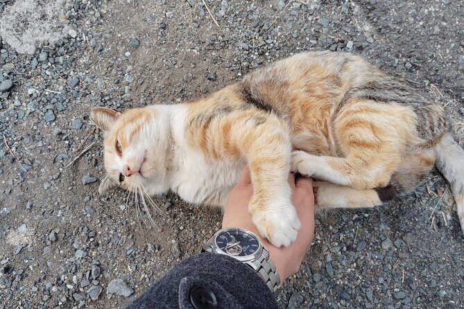 Ainoshima Island Private Cat Tour with Ferry Ride - FAQ