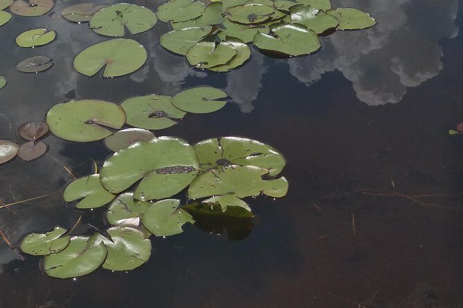 Air Boat Tour of Palm Beach in The Swamp Monster - What to Expect From the Itinerary