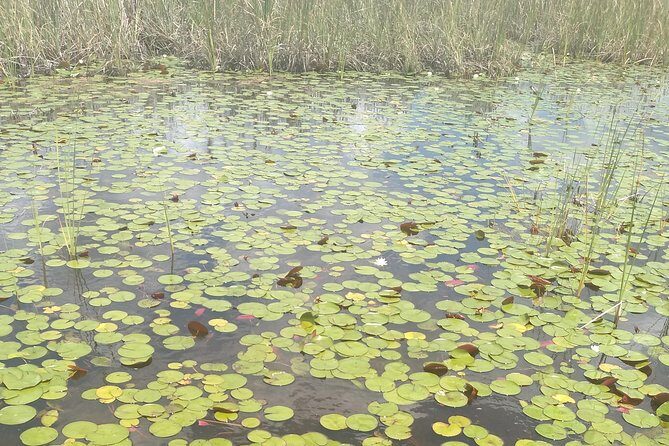 Air Boat Tour of Palm Beach in The Swamp Monster - The Experience of a Lifetime: Authenticity and Highlights