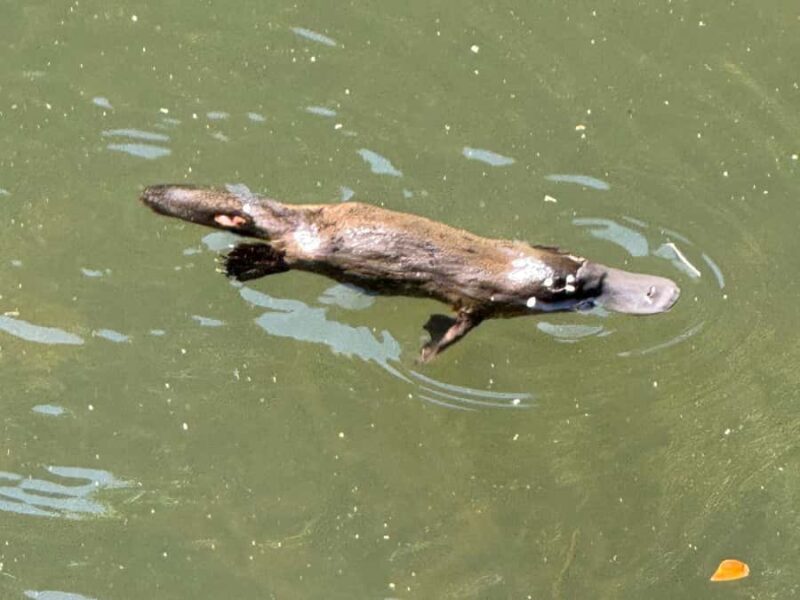 Airlie Beach: Eungella Wild Platypus Encounter - The Itinerary: What You Can Expect