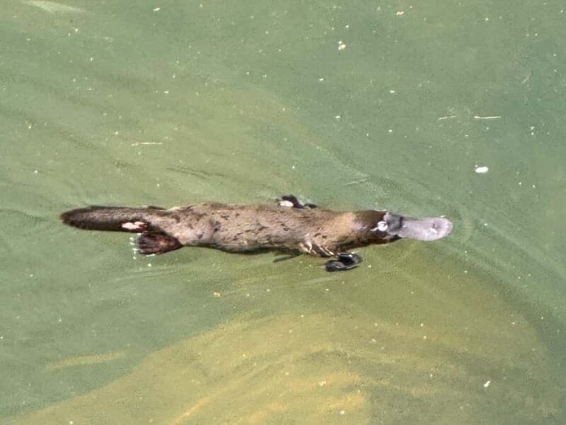 Airlie Beach: Eungella Wild Platypus Encounter - The Value of the Experience