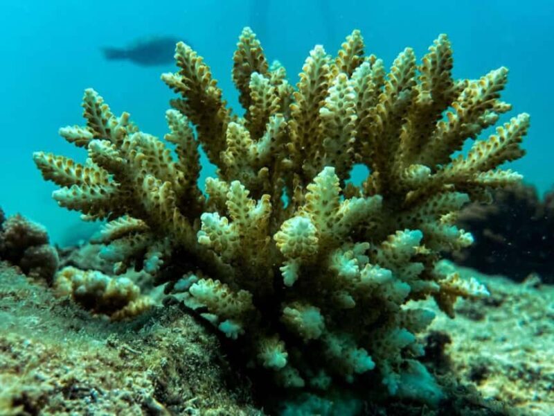 Airlie Beach: Glass-Bottom Boat Tour - FAQ