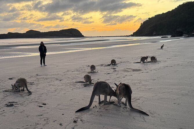 Airlie Beach: Kangaroos on the beach at dawn. - Authentic Insights from Reviewers