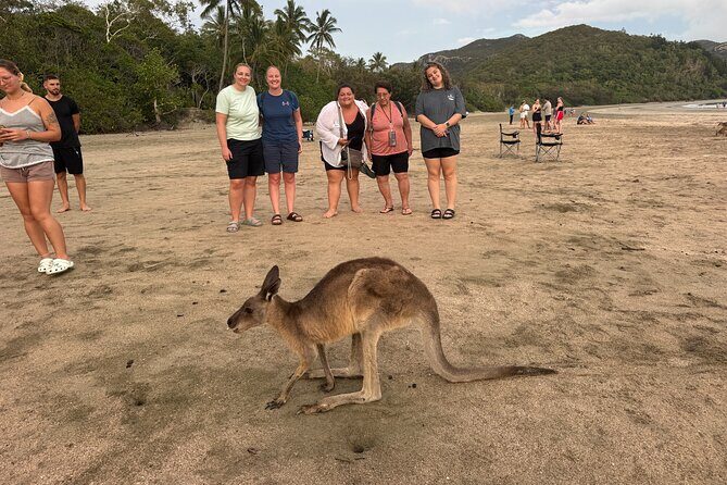 Airlie Beach: Kangaroos on the beach at dawn. - FAQs