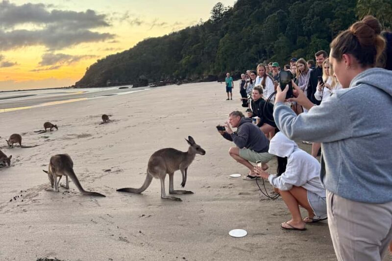 Airlie Beach: Kangaroos on the Beach at Dawn - Key Points
