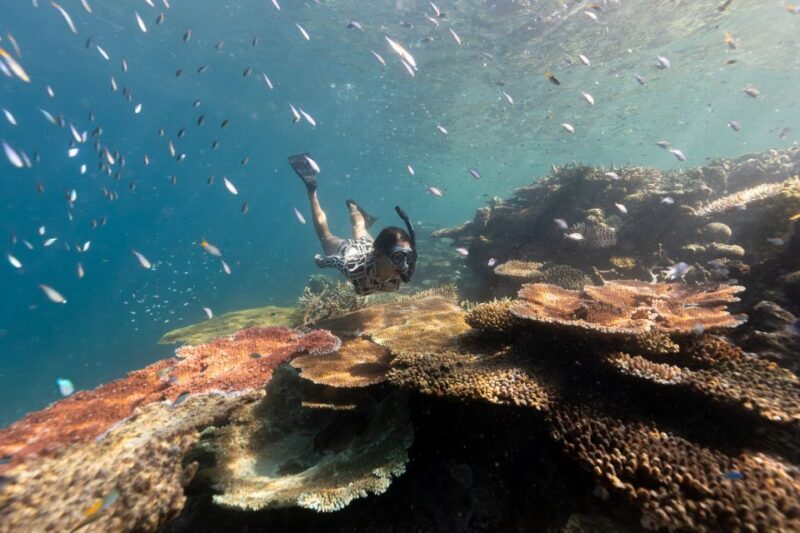 Airlie Beach: Outer Great Barrier Reef Snorkeling Day Trip - Practical Details and Tips