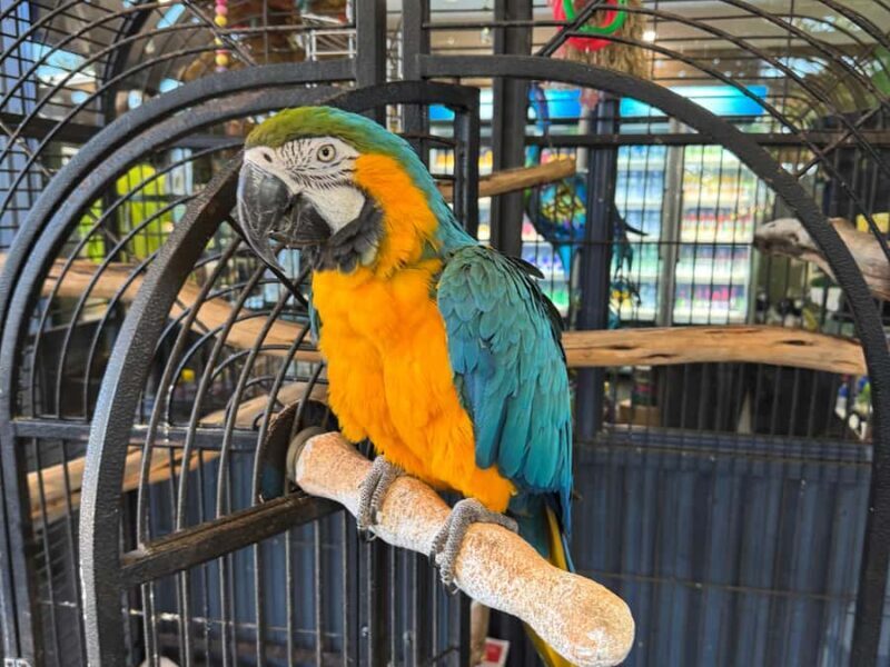 Airlie Beach: Sightseeing Bus Tour - Transportation, Duration, and Practicalities