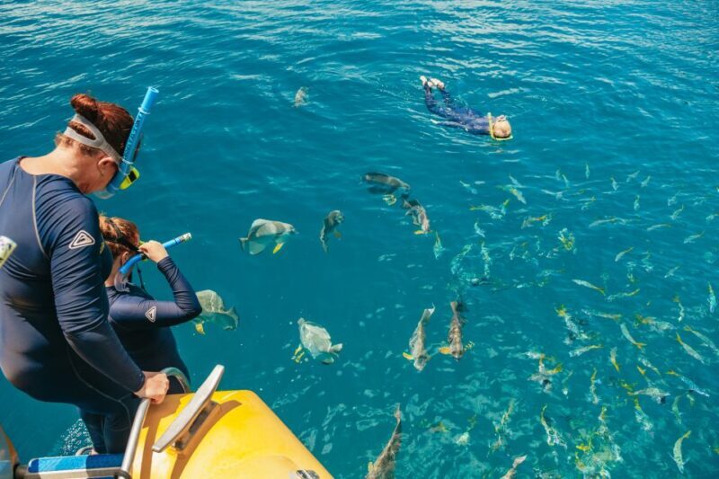 Airlie Beach: Snorkel, Hill Inlet Lookout & Whitehaven Beach - Authentic Guest Feedback