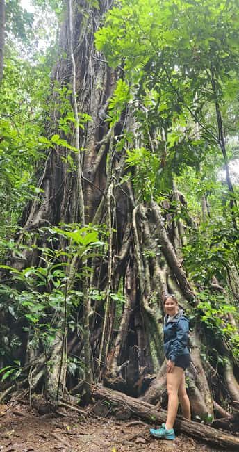 Airlie Beach: Waterfall & Bushwalk Eco Adventure Whitsundays - The Rainforest Bushwalk