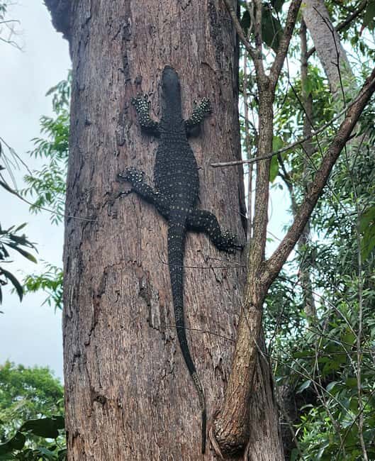 Airlie Beach: Waterfall & Bushwalk Eco Adventure Whitsundays - What Sets This Tour Apart