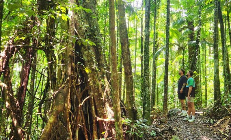 Airlie Beach: Waterfall & Rainforest Bushwalk Eco Adventure - Exploring the Itinerary: What You Can Expect