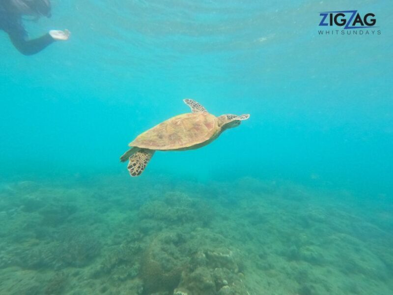 Airlie Beach: Whitehaven Beach Day Tour with Snorkel Option - Practical Tips & Considerations