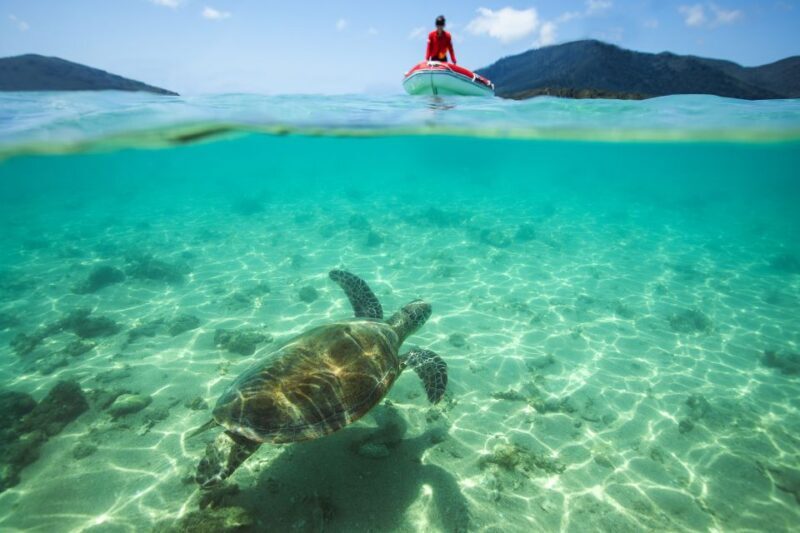Airlie Beach: Whitehaven Full-Day Eco-Cruise with Buffet - Key Points