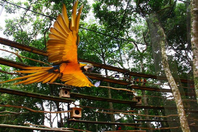 airport-cataratas-igu-pick-up-iguassu-falls-brazilian-side-bird-park