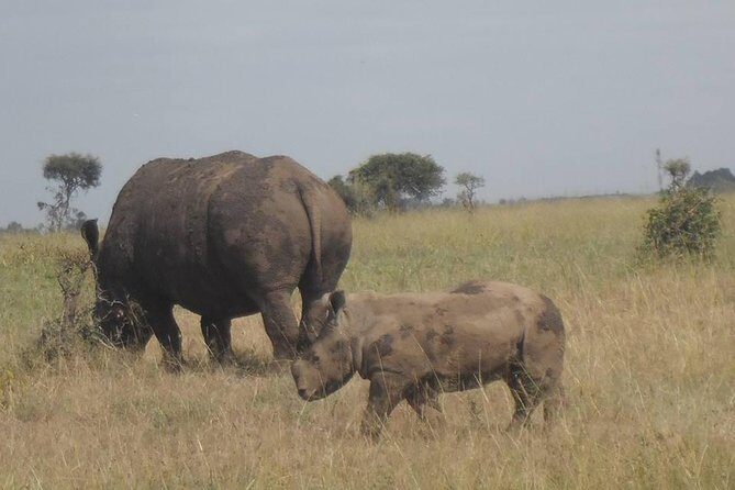 Airport Pick Up To Nairobi National Park / Drop Off - Authentic Experiences from Past Travelers