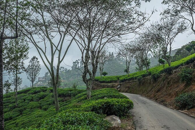 Airport Taxi Transfers from Colombo Airport to Sigiriya - Who Is This Transfer Best For?