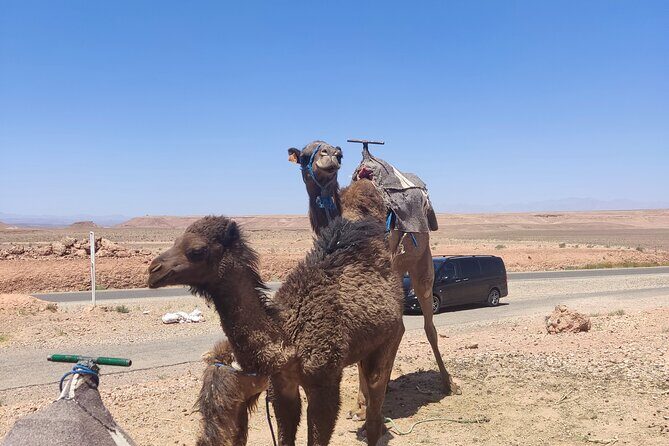 Ait Benhaddou private day trip from Marrakesh - Pricing & Value