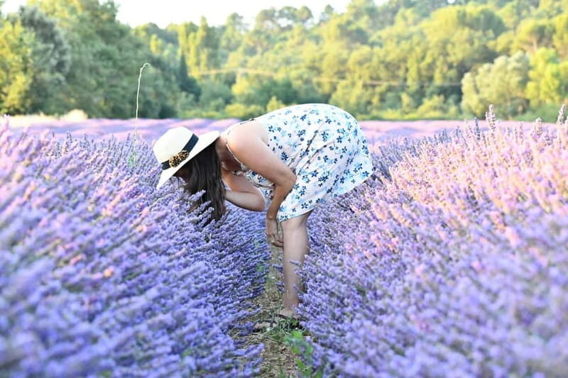 Aix en Provence: Lavender Fields & LOccitane Factory - A Scenic Journey into Provence’s Lavender Heartland