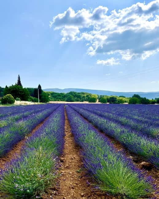 Aix en Provence: Lavender Fields & LOccitane Factory - The Bottom Line