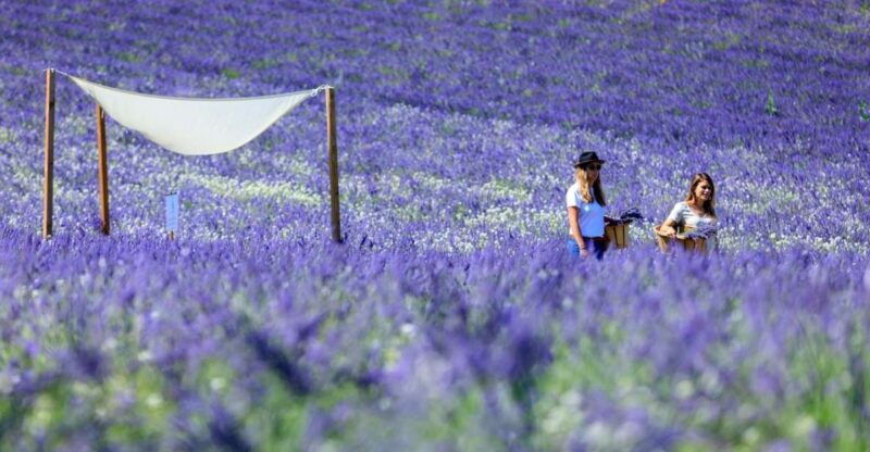 Aix-en-Provence: Lavender Fields Visit - Who should consider this tour?