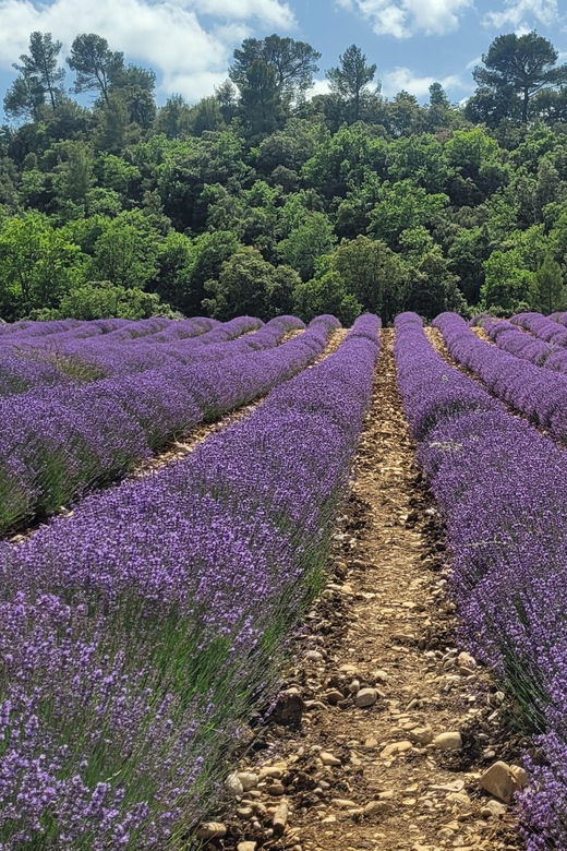 aix-en-provence-marseille-cassis-tour