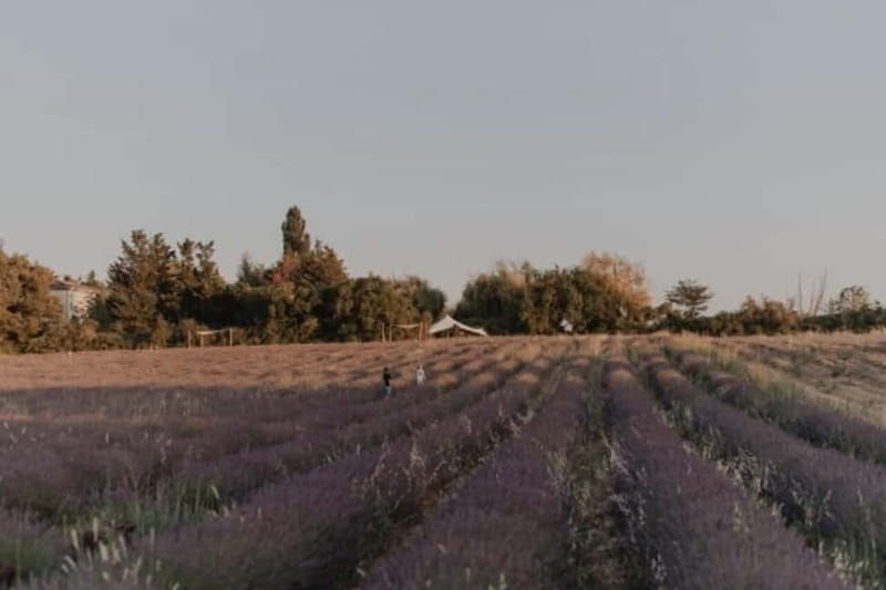 Aix-en-Provence: Visit to a lavender field + snacks - Key Points