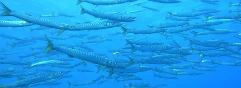 Ajaccio: Beginner's Scuba Dive with Experienced Instructor - What to Expect from Your Scuba Intro in Ajaccio