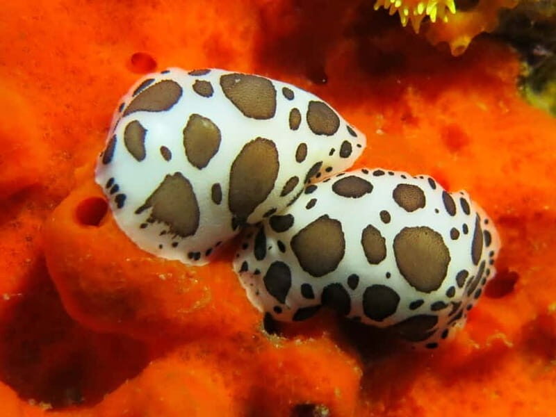 Ajaccio: Beginner's Scuba Dive with Experienced Instructor - Who Will Love This Tour?