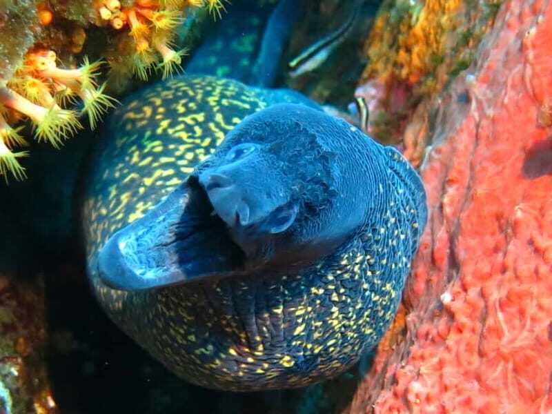 Ajaccio: Beginner's Scuba Dive with Experienced Instructor - The Sum Up