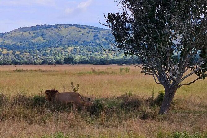 Akagera National Park 1 day Safari Experience - Who Is This Tour Best For?