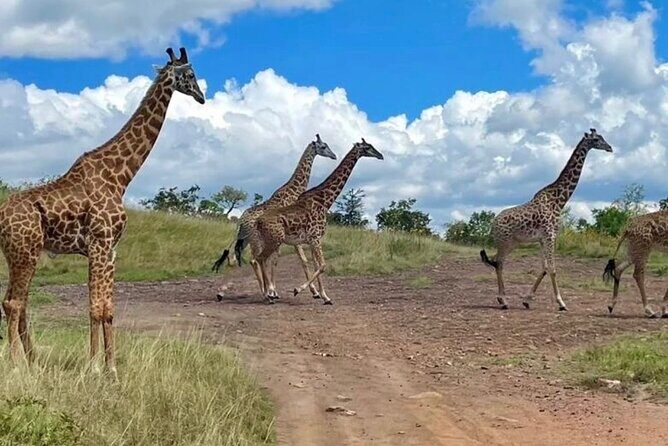 Akagera National Park 1 day Safari Experience - The Sum Up