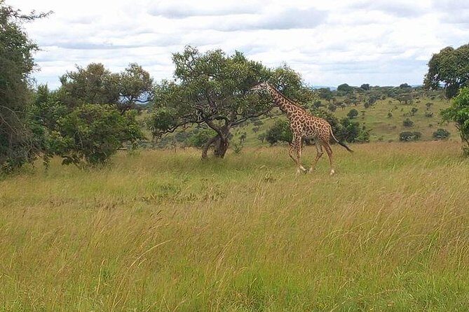 Akagera National Park Day Trip - The Itinerary in Detail