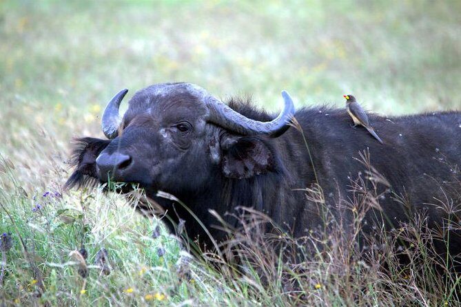 Akagera National Park Day Trip - Price and Value Analysis