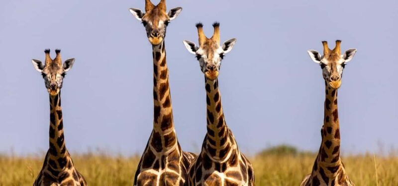 Akagera National Park Day Trip with Game Drive - Why This Tour Offers Real Value