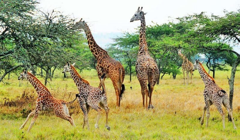 Akagera National Park Day Trip with Game Drive - Final Thoughts