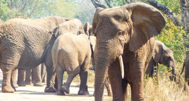 Akagera National Park: Game Drive with Optional Transfers - Who Will Love This Tour?