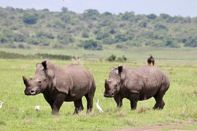 Akagera National Park Guided Day Pass - Key Points