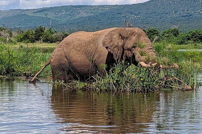 Akagera National Park Guided Day Pass - What Makes This Tour Stand Out