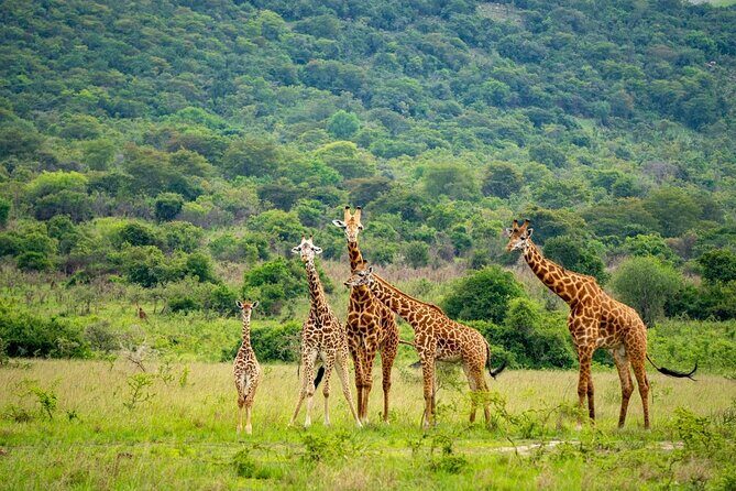 Akagera National Park Guided Day Pass - The Sum Up