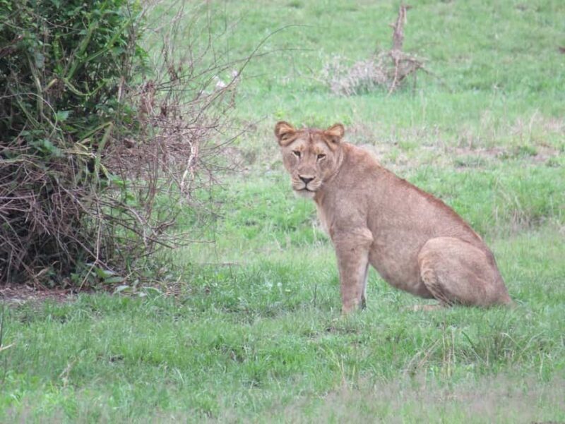 Akagera NP: 1 Day Safari Game Drive - What to Expect on Your Akagera Day Trip