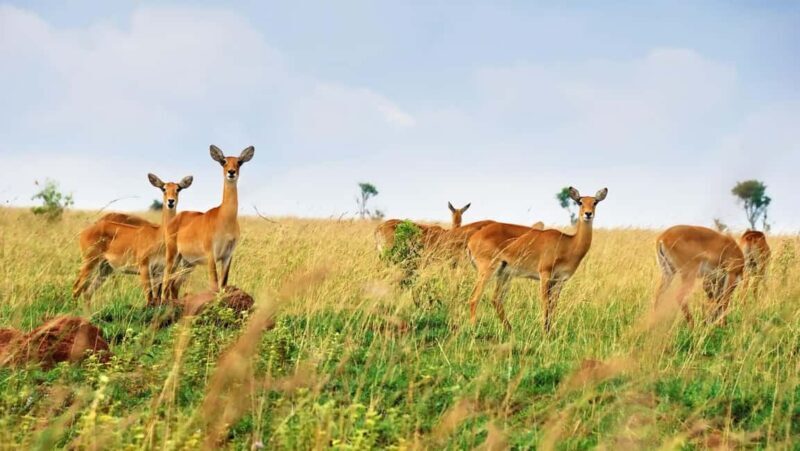 Akagera NP: 1 Day Safari Game Drive - The Value of the tour: Price, Inclusion, and Experience