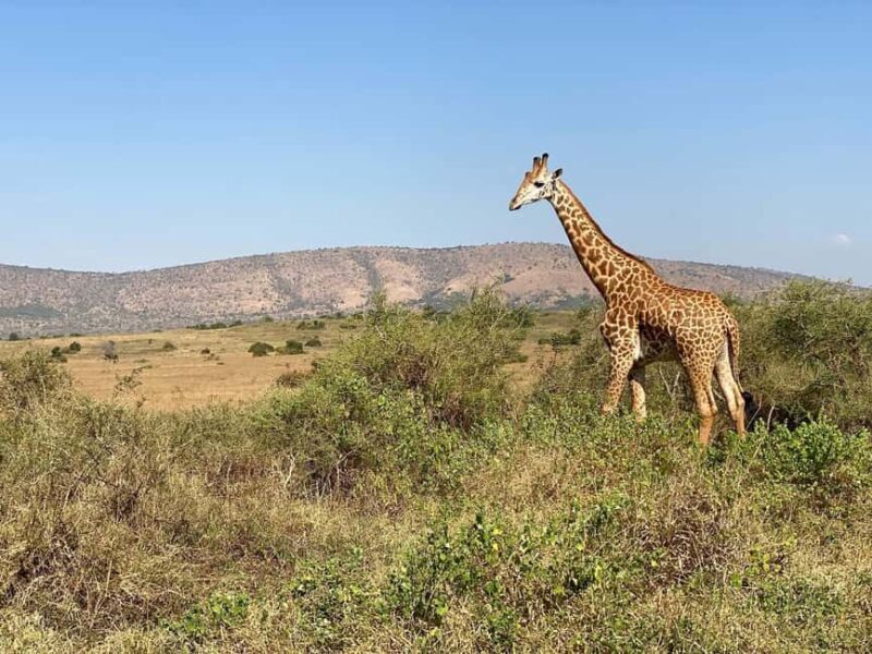 Akagera NP: 1 Day Safari Game Drive - FAQ