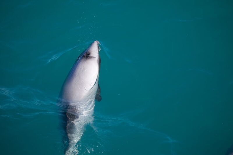 Akaroa: 4WD Safari and Guided Sea-Kayaking Experience - An Overview of the Experience