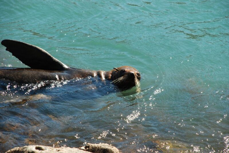 Akaroa: 4WD Safari and Guided Sea-Kayaking Experience - Sea Kayaking: An Up-Close Marine Adventure