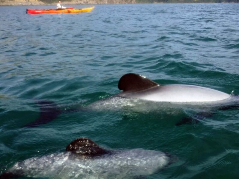 Akaroa: Akaroa Marine Reserve Sea Kayaking Tour - Who Should Consider This Tour?