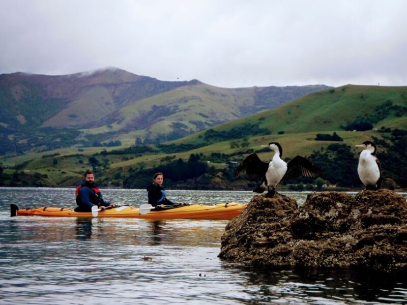 Akaroa: Akaroa Marine Reserve Sea Kayaking Tour - The Sum Up