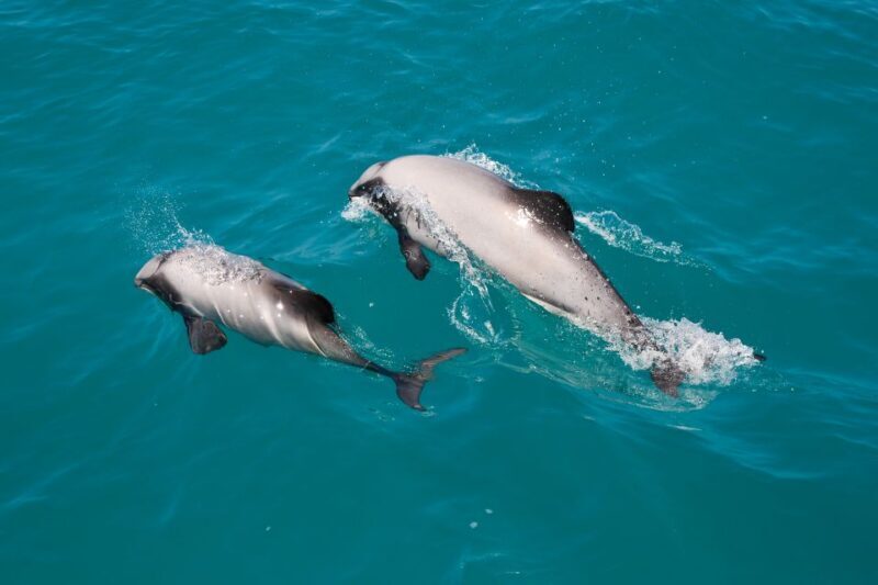 Akaroa: Dolphin Nature Cruise - Who Should Consider This Tour?