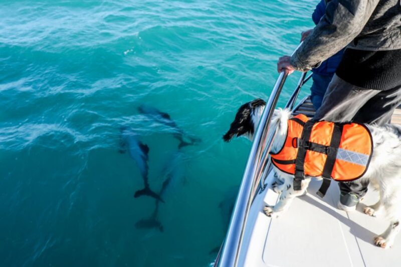 Akaroa: Dolphin Nature Cruise - Frequently Asked Questions