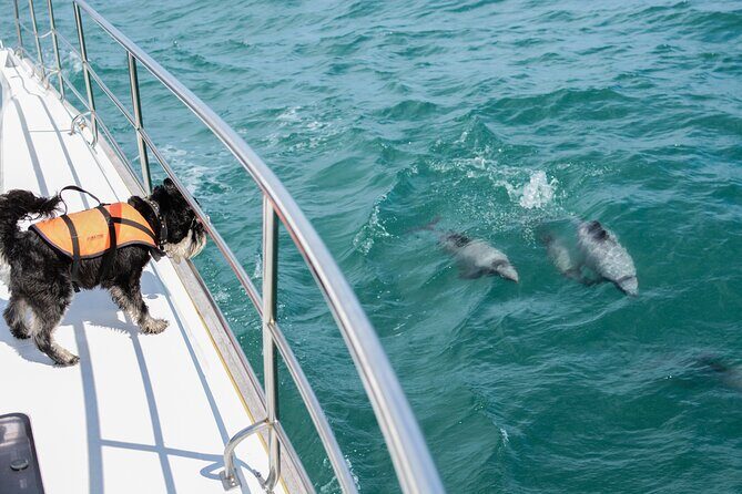 Akaroa Dolphins ~ Harbour Nature Cruise - What to Expect from the Akaroa Harbour Nature Cruise